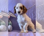 Small Photo #2 Poodle (Miniature)-Unknown Mix Puppy For Sale in HOPKINSVILLE/PRINCETON, KY, NH, USA