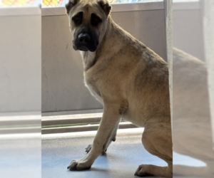 Mutt Dogs for adoption in Rowlett, TX, USA