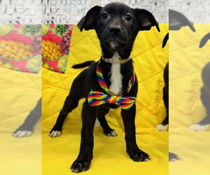 German Shepherd Dog-Unknown Mix Dogs for adoption in Lakewood, CO, USA