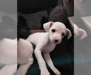 Chihuahua Puppy for sale in MANTECA, CA, USA