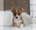 Small Photo #1 Pembroke Welsh Corgi Puppy For Sale in MILLERSBURG, OH, USA
