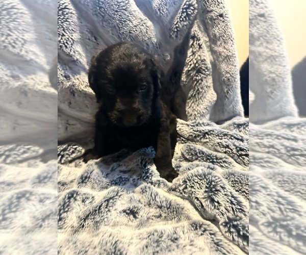 Medium Photo #40 Labradoodle Puppy For Sale in KIRKSVILLE, MO, USA