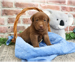 Small #1 Labrador Retriever