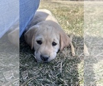 Small Photo #16 Labrador Retriever Puppy For Sale in HUDSON, CO, USA