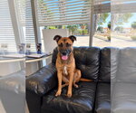 Small Photo #12 German Shepherd Dog-Unknown Mix Puppy For Sale in Lake Forest, CA, USA