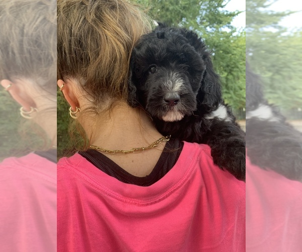 Medium Photo #6 Goldendoodle Puppy For Sale in BRKN ARW, OK, USA