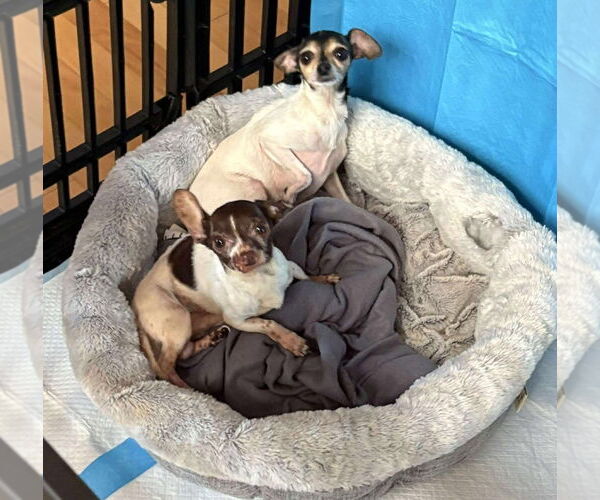 Medium Photo #8 Chihuahua-Unknown Mix Puppy For Sale in Boonton, NJ, USA