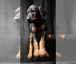 Puppy Fly Female Doberman Pinscher