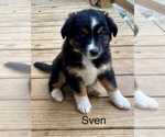 Puppy Sven Miniature Australian Shepherd