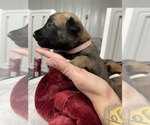 Small Photo #221 Belgian Malinois Puppy For Sale in REESEVILLE, WI, USA
