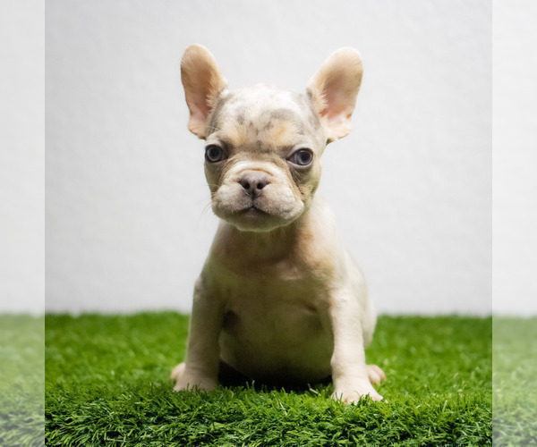 Medium Photo #15 French Bulldog Puppy For Sale in GAINESVILLE, FL, USA