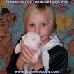 Small Photo #204 Dogo Argentino Puppy For Sale in PINEVILLE, MO, USA