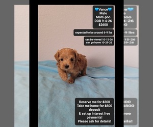 Maltipoo (Toy) Puppy for sale in TUCSON, AZ, USA