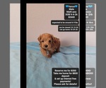 Image preview for Ad Listing. Nickname: Vance