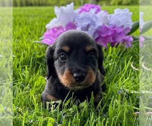 Dachshund Puppy for sale in FREDONIA, PA, USA