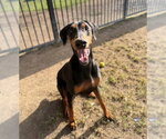 Small #1 Doberman Pinscher