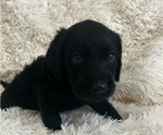 Puppy Batman Labradoodle