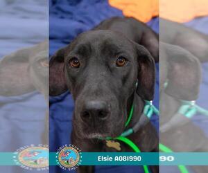 Medium Great Dane Mix