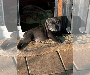 Cane Corso Puppy for Sale in LANE, Oklahoma USA