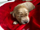 Small Photo #7 Goldendoodle Puppy For Sale in MIDLOTHIAN, VA, USA