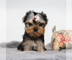 Small #3 Yorkshire Terrier