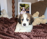 Puppy 9 Aussie Pyrenees