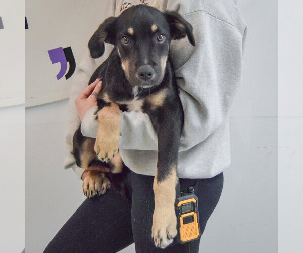 Medium Photo #3 German Shepherd Dog-Unknown Mix Puppy For Sale in Huntley, IL, USA