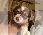 Small Photo #3 Miniature Australian Shepherd Puppy For Sale in RIVERVIEW, FL, USA