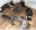 Small Photo #2 American Pit Bull Terrier Puppy For Sale in STREAMWOOD, IL, USA