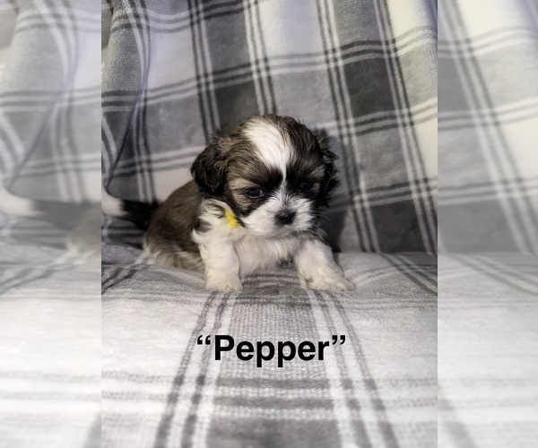 Medium Photo #1 Shih Tzu Puppy For Sale in GLENDALE HEIGHTS, IL, USA