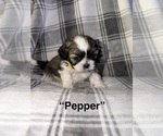 Puppy 2 Shih Tzu
