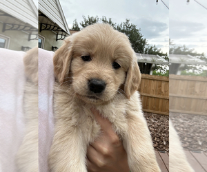 Golden Retriever Puppy for Sale in ORLANDO, Florida USA