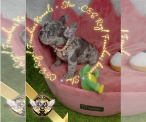 French Bulldog Puppy for sale in HARRISON, TN, USA