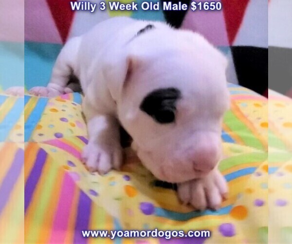 Medium Photo #30 Dogo Argentino Puppy For Sale in JANE, MO, USA