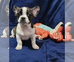 Small Photo #1 American Bullnese Puppy For Sale in PHELAN, CA, USA
