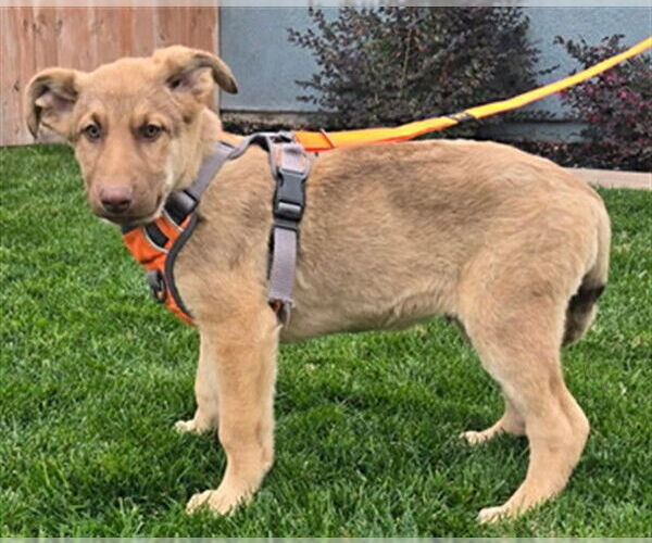 Medium Photo #2 German Shepherd Dog Puppy For Sale in Stockton, CA, USA