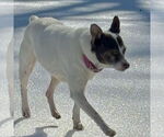 Small #4 Jack-Rat Terrier