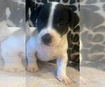 Small #7 Basset Hound Mix