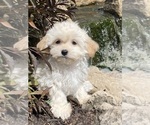 Small #2 Havanese