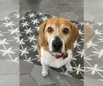 Small #10 Beagle