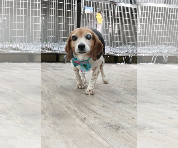 Medium Photo #1 Beagle Puppy For Sale in Murfreesboro, NC, USA