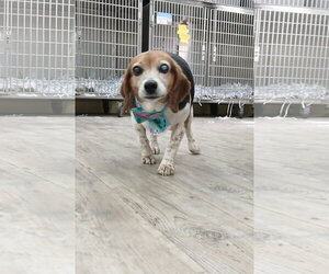 Beagle Dogs for adoption in Murfreesboro, NC, USA