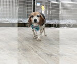 Small Beagle