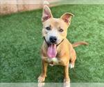 Small #1 American Pit Bull Terrier Mix