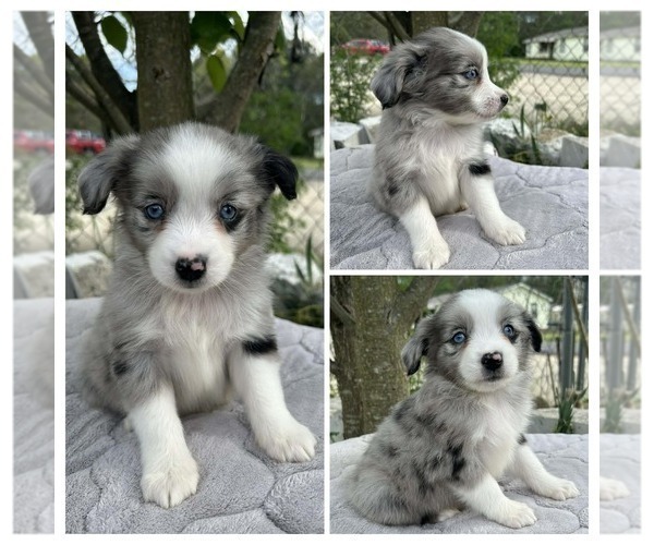 Medium Photo #2 Miniature Australian Shepherd Puppy For Sale in BROOKER, FL, USA