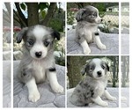 Small Photo #2 Miniature Australian Shepherd Puppy For Sale in BROOKER, FL, USA