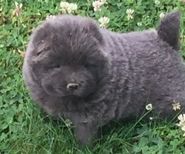 View Ad Chow Chow Puppy for Sale near Kentucky