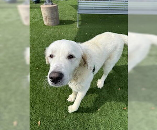 Medium Photo #5 Great Pyrenees Puppy For Sale in Spring, TX, USA