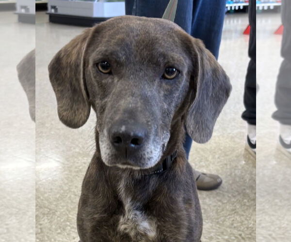 Medium Photo #5 Mutt Puppy For Sale in Rustburg, VA, USA