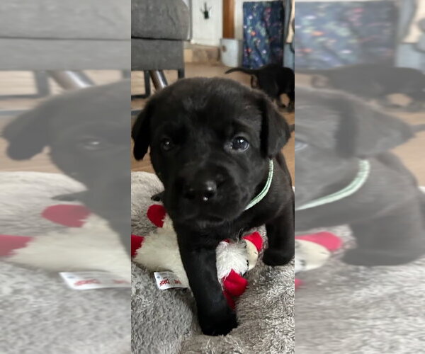 Medium Photo #2 Labrador Retriever-Unknown Mix Puppy For Sale in OKLAHOMA CITY, OK, USA